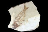 Cretaceous Fossil Fish (Armigatus) - Lebanon #173377-1